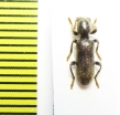 Cleridae sp.  Malaysia, Borneo - INSECTS-STORE.RU