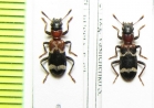 Thanasimus substriatus  Russia, Far East - INSECTS-STORE.RU