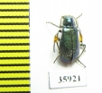 Melyridae sp.  Tanzania - INSECTS-STORE.RU