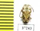 Cerambycidae sp.  South Africa Rep. - INSECTS-STORE.RU