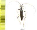 Novantinoe sp.  Ecuador - INSECTS-STORE.RU