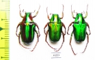 Pygora sp.  Madagascar - INSECTS-STORE.RU
