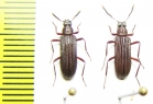 Tenebrionidae sp.  Malaysia - INSECTS-STORE.RU