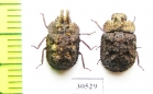 Tenebrionidae sp., pair  Malaysia, Borneo - INSECTS-STORE.RU