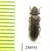 Tenebrionidae sp.  China, Sichuan prov. - INSECTS-STORE.RU