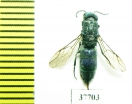 Chrysididae sp.  Russia, Tver reg. - INSECTS-STORE.RU