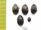 Byrrhus sp.  Russia, Far East - INSECTS-STORE.RU