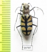 Chaetodera regalis  Zambia - INSECTS-STORE.RU