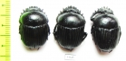 Scarabaeus laticollis  Italy, Sardinia - INSECTS-STORE.RU