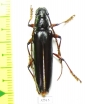 Cerambycidae sp.  Costa Rica - INSECTS-STORE.RU