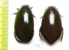 Cybister sp., pair  Indonesia, Java - INSECTS-STORE.RU