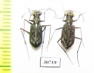 Oceanella sp., pair  Fiji, Taveuni isl. - INSECTS-STORE.RU