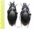 Carabus (Mesocarabus) problematicus  France - INSECTS-STORE.RU