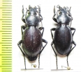 Carabus (Lamprostus) calleyi pseudoprasinus  Armenia - INSECTS-STORE.RU