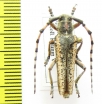 Mallosiola regina  Tajikistan - INSECTS-STORE.RU