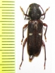 Xylotrechus asellus  Kazakhstan - INSECTS-STORE.RU