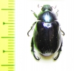 Rutelinae sp.  Thailand - INSECTS-STORE.RU