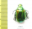 Rutelinae sp.  China, Yunnan prov. - INSECTS-STORE.RU