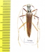 Novantinoe sp.  Ecuador - INSECTS-STORE.RU