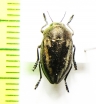 Cyphosoma tataricum  Russia, Astrakhan reg. - INSECTS-STORE.RU