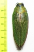 Steraspis sp.  Tanzania - INSECTS-STORE.RU