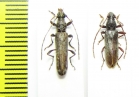 Cerambycidae sp.  Malawi - INSECTS-STORE.RU