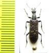 Anthicidae, Stereopalpus sp.  China, Yunnan prov. - INSECTS-STORE.RU