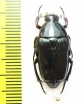 Dirrhina iris  Madagascar - INSECTS-STORE.RU