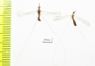 Nemopteridae sp.  Iran, Sistan prov. - INSECTS-STORE.RU