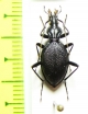 Scaphinotus marginatus  USA - INSECTS-STORE.RU