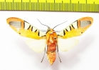 Erebidae sp.  Ecuador - INSECTS-STORE.RU