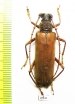 Cerambycidae sp.  Costa Rica - INSECTS-STORE.RU