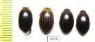 Dytiscidae sp.  Russia, Astrakhan reg. - INSECTS-STORE.RU