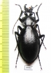 Carabus (Oreocarabus) titanus titanus, female  China - INSECTS-STORE.RU