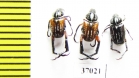 Hopliini sp., pair  South Africa Rep. - INSECTS-STORE.RU