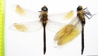 Odonata sp.  Tajikistan - INSECTS-STORE.RU