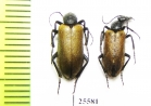 Meloidae sp.  South Africa Rep. - INSECTS-STORE.RU