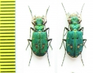 Cicindela campestris, pair  Italy, Sardinia - INSECTS-STORE.RU