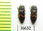 Acmaeoderella glasunovi  Tajikistan - INSECTS-STORE.RU