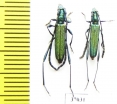 Cerambycidae sp., pair  South Africa Rep. - INSECTS-STORE.RU