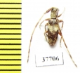 Cerambycidae sp.  South Africa Rep. - INSECTS-STORE.RU