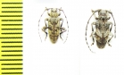 Cerambycidae sp.  Malawi - INSECTS-STORE.RU