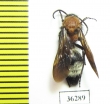 Mutillidae sp.  Russia, Astrakhan reg. - INSECTS-STORE.RU