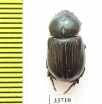 Semanopterus rectangulus  Australia - INSECTS-STORE.RU