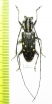 Epepeotes sp.  Laos - INSECTS-STORE.RU