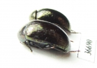 Tenebrionidae sp.  Indonesia, Sumatra - INSECTS-STORE.RU