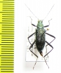 Tenebrionidae sp.  China, Jiangxi prov. - INSECTS-STORE.RU