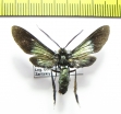 Erebidae sp.  Ecuador - INSECTS-STORE.RU