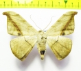 Geometridae sp.  Bolivia - INSECTS-STORE.RU