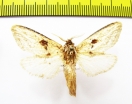 Erebidae sp.?  Bolivia - INSECTS-STORE.RU